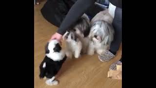 Lowchen Puppies Videos