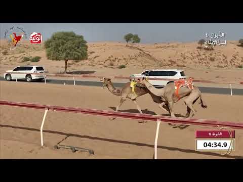 ش 14 (مرحب) لـ  منصور سيف عفصان الخيلى 7:56 , شارة الديوان 4 2026/10/25 اللبسه ايذاع 