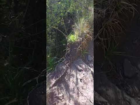 Camino a las Lagunas de la Uva - Potrero de los Funes - San Luis #viral #argentina #top #naturaleza