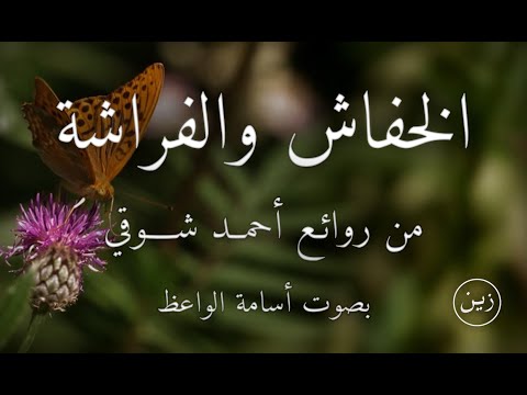 الخفاش والفراشة - مرت على الخفاش مليكة الفراش - قصيدة من روائع أحمد شوقي بصوت أسامة الواعظ