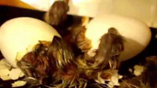 Goose Hatch Complete 100% with 8 goslings