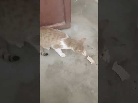 #cute #baby #babymonkey #bhavya #animals #cat 🥰