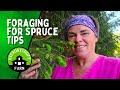 How To Forage For Spruce Tips And Use Them (EDIBLE WILD PLANT FORAGING)