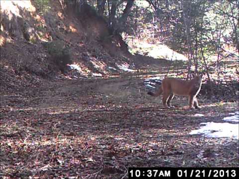 Mountain Lion family on road at Lightning Canyon Ranch, January 21, 2013