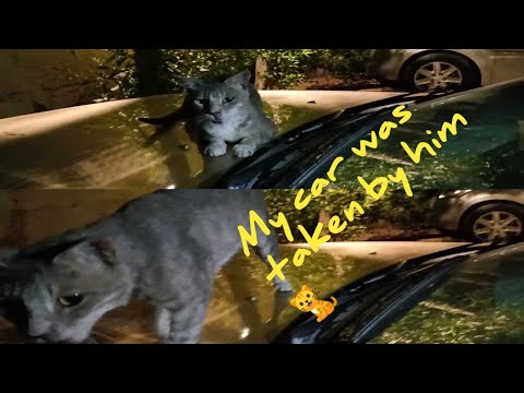 The unexpected guest on my car