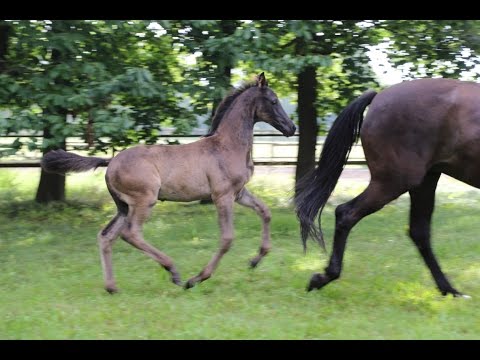 Oldenburger HF von Morricone / San Amour /Fürst Heinrich / De Niro