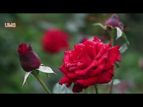 Relaxing Music 🎻 Romantic Moments😊 🌿🌿🌿🌹🌿🌿🌿