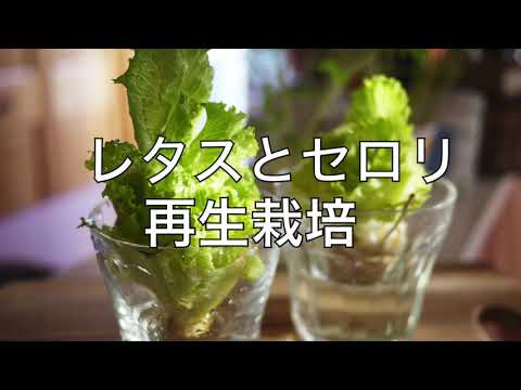 セロリの茎 植物