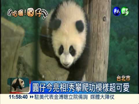 圓仔今見客! 活力滿滿萌翻天