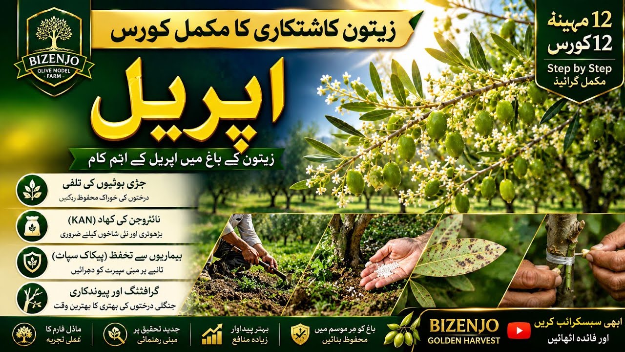 اپریل میں زیتون کی دیکھ بھال