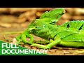 Wildlife Instincts Survival Techniques Iguana Vs Basilisk Free Documentary Nature