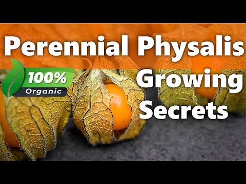 #HowTo Grow #Physalis as Perennials || Secrets for Success [Goldenberries]