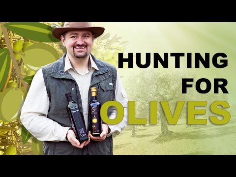 download lagu mp3 mp4 Olive Oil Club, download lagu Olive Oil Club gratis, unduh video klip Olive Oil Club