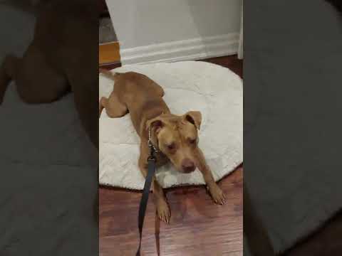 Eloise with cat - July 26th