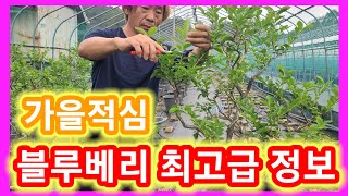 블루베리 최고급정보 가을적심,비료 거름주는 시기 가지치기 전지 전정 방법 시기 블루베리 키우기,재배방법 블루…