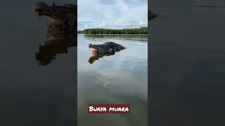 Download lagu Ngeri‼️Buaya muara terbesar terekam kamera ponsel#shorts mp3