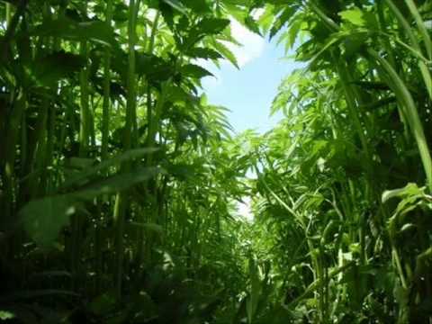 Dead Rabbit - Marsimoto Classic