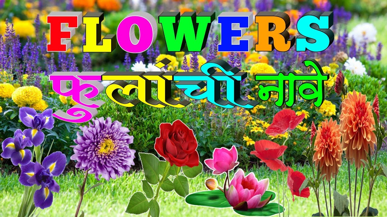 Flowers name in english and marathi /फुलांची नावे इंग्रजी व मराठी/ Learn flowers name with spelling