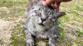 可愛い鳴き声で喜んで迎えてくれる猫たちサバちゃん三毛ちゃん