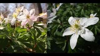 Larscarving-das Buschwindröschen aus der Familie der Hahnenfußgewächs-Thimbleweed in the springtime