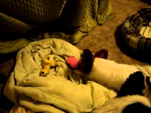 Airy one Smart dog-pullstringtoy42011.AVI
