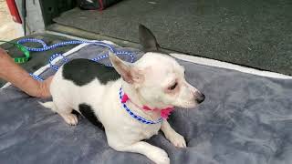 Video preview image #1 Chiweenie Puppy For Sale in Bandera, TX, USA