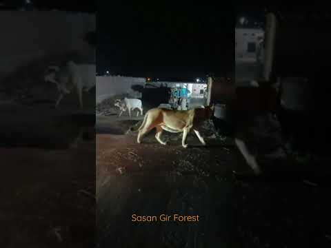 Normal Night In Gir | Sasan Gir Forest | Gir National Park | Gir Forest | Gujarat Tourism | Gujarat