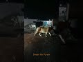 Normal Night In Gir Sasan Gir Forest Gir National Park Gir Forest Gujarat Tourism Gujarat