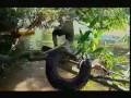 Crocodile Hunter River Of The Dammed Part 2 5