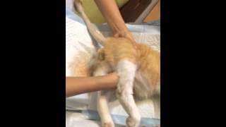 [問題]15歲腎貓可能有甲亢腫瘤(更新檢查無甲亢)