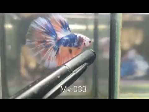 (MV-033) Fancy Marble Halfmoon Male Betta