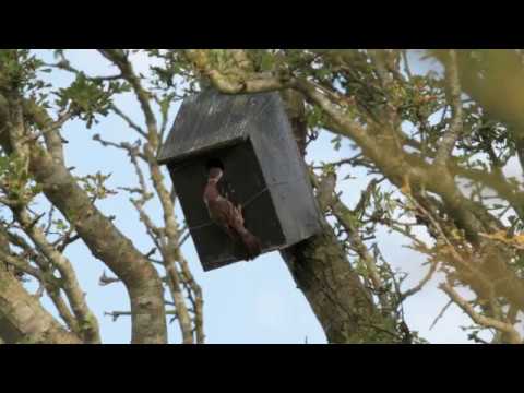 My most successful Tree Sparrow Nest Box!