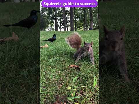 Squirrels guide to success #animal #squirrel #guide #success #animalshorts #wildlife #wildanimals