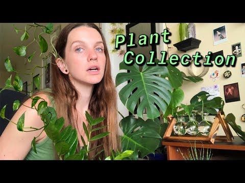MY COLLECTION OF 30+ HOUSE PLANTS | DUB DUB
