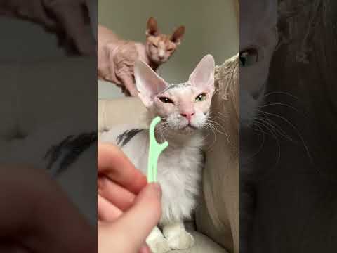 How I imagine my cats whiskers would sound as violins #shorts #hairlesscat #sphynx #cats #whiskers