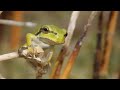 Naturstaunen Laubfrosch In Krailling Bayern