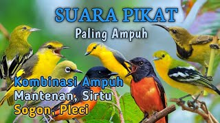 Download lagu SUARA PIKAT BURCIL KOMBINASI PALING AMPUH mp3 Download lagu SUARA PIKAT BURCIL KOMBINASI PALING AMPUH mp3