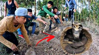 Full Videos | Catch Black King Cobra With Bare Hands