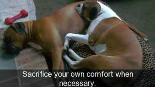 Adopt a Boxer Rescue presents Lessons From our Rescues