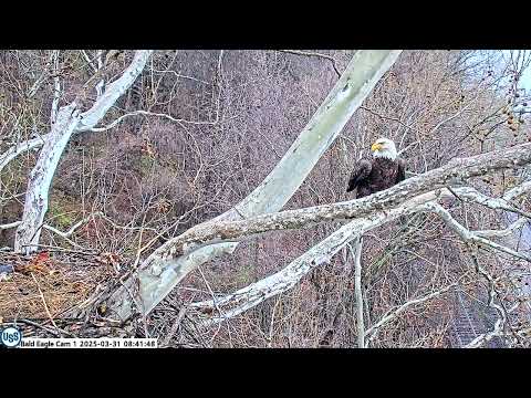 USS Bald Eagle Cam 1 on 3-31-25 @ 08:41 Stella does some wingers to air out