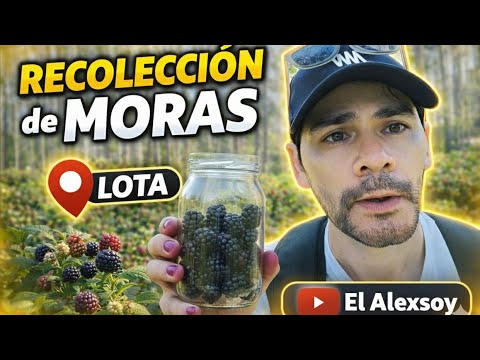 Recolección de Moras en Lota 📍🇨🇱 #lugareschile #lugaresquehablan #costumbreschilenas