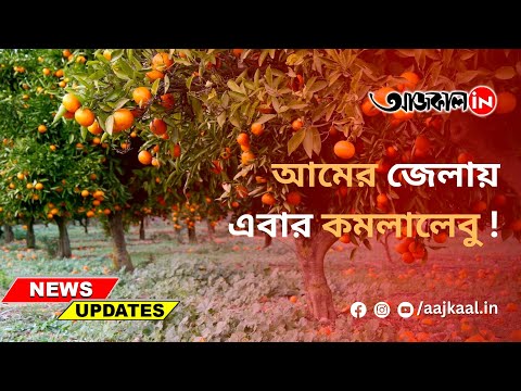 ORANGES IN MALDA