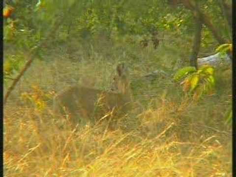 Common(Grey) Duiker Pt1