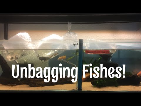 Unbagging Fish|| For the Fish Room
