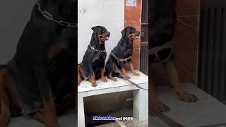 Download lagu Shivamkennel 9104❤️🙌🏻#shortsfeed #rottweilerdog #shortvideo #youtubevideo #shortvideos mp3