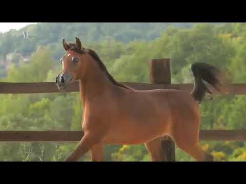 Al Jawaher | Menton 2019