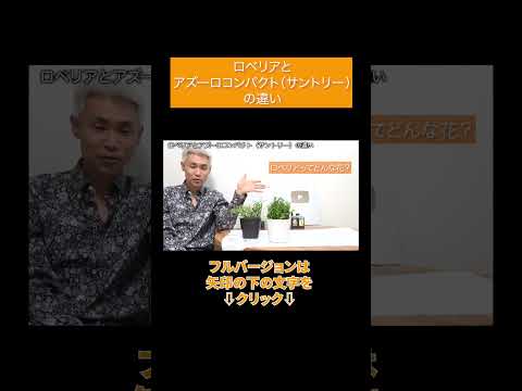 セアノサスを地面に植える方法