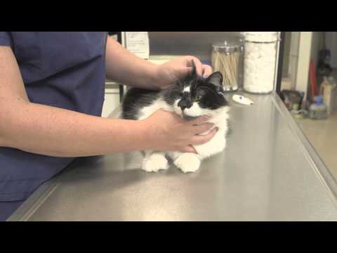 What Are the Side Effects of Rabies Vaccinations for Cats : General Cat Health