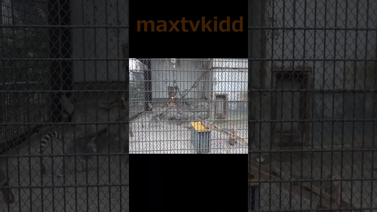 ワオキツネザル可愛い❤ #39