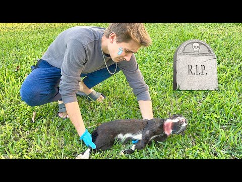 THE BEAST KILLED MY CAT ! WILL WE TRAP HIM ?!
